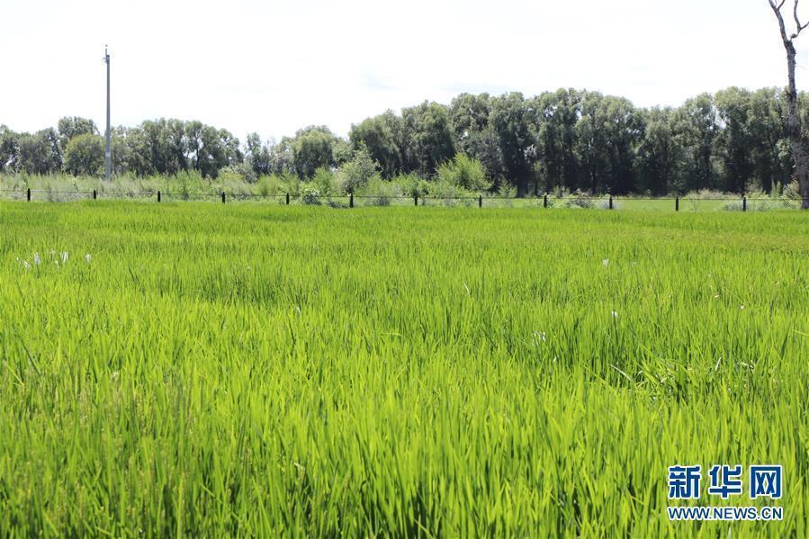 (图文互动)(3)草原大米逆袭记