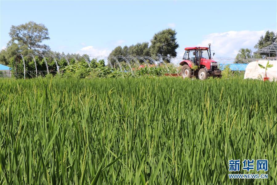 (图文互动)(1)草原大米逆袭记