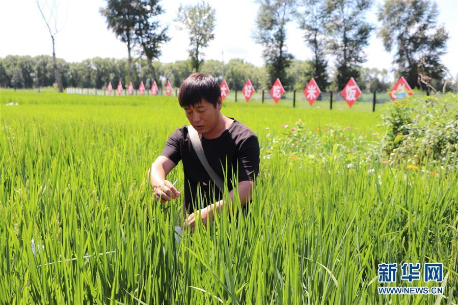 (图文互动)(2)草原大米逆袭记