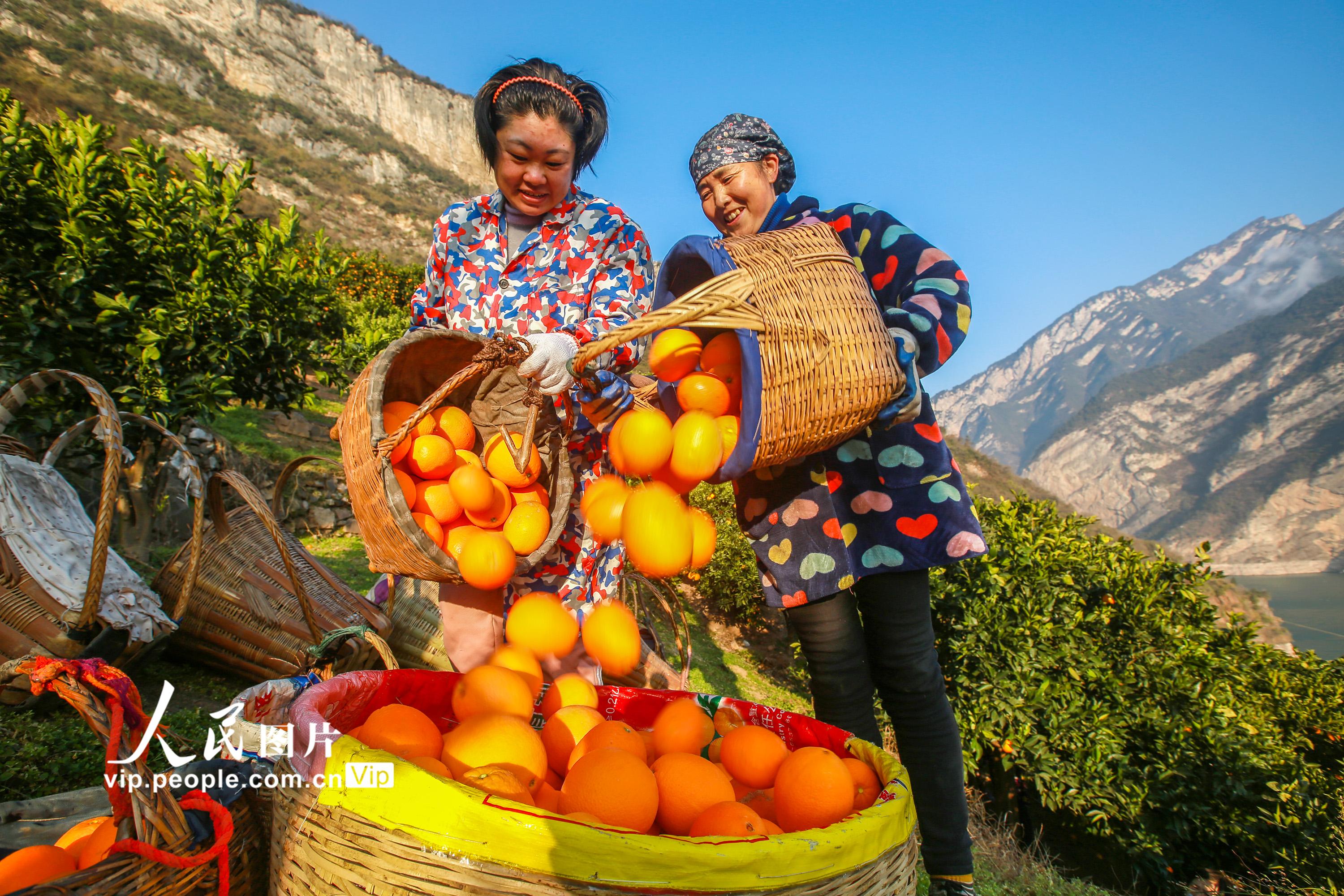 湖北秭归：抢采冬橙供应市场