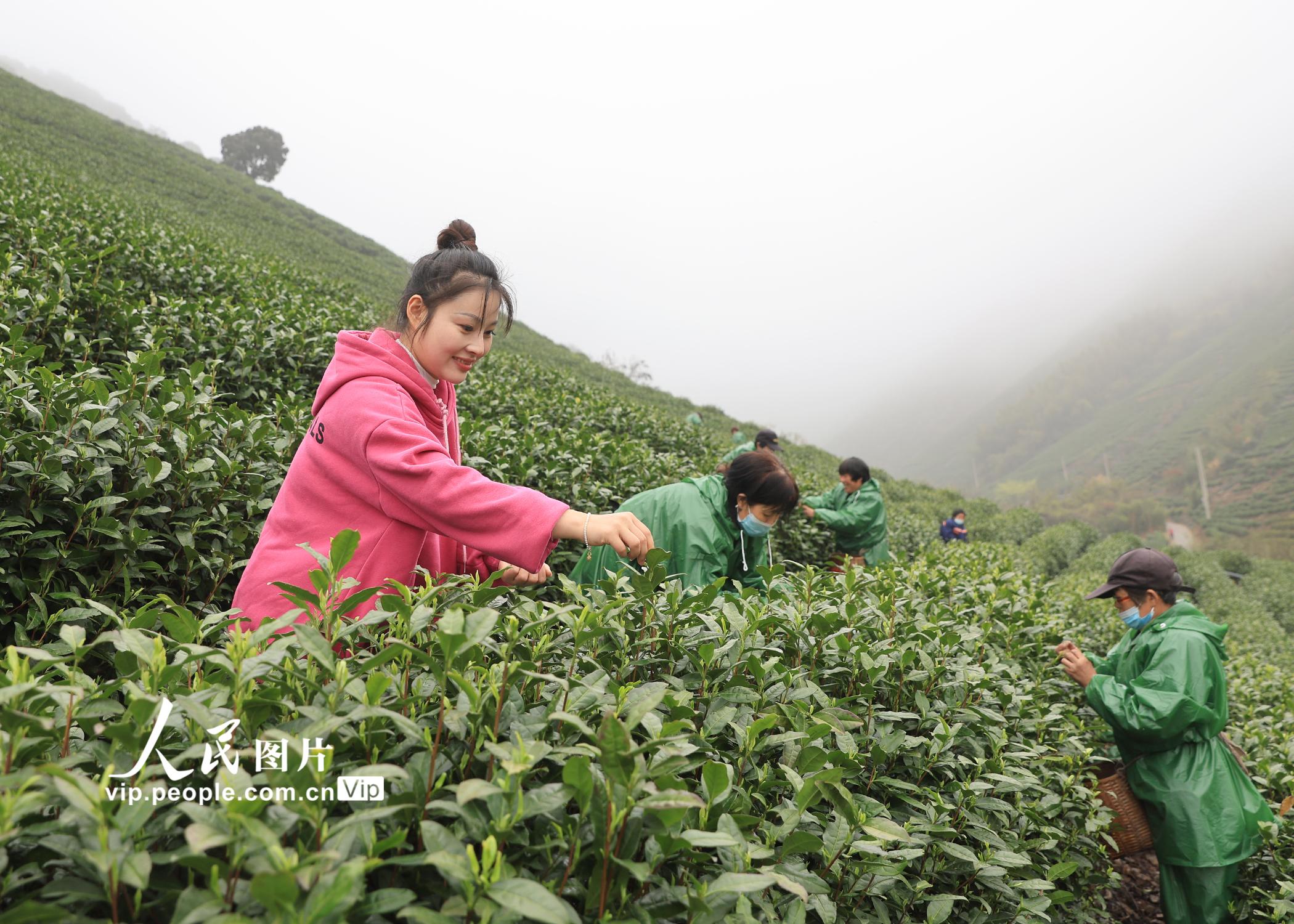 浙江在线、《今日临安》：校园采茶叶 体验茶文化-浙江农林大学
