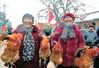 自家养的土鸡